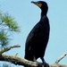 Cormorant by sunnygreenwood