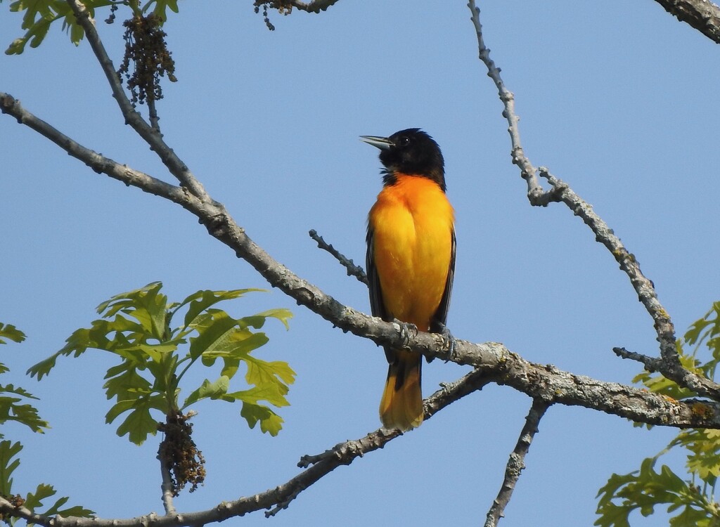 Baltimore Oriole by sunnygreenwood