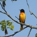 Baltimore Oriole by sunnygreenwood