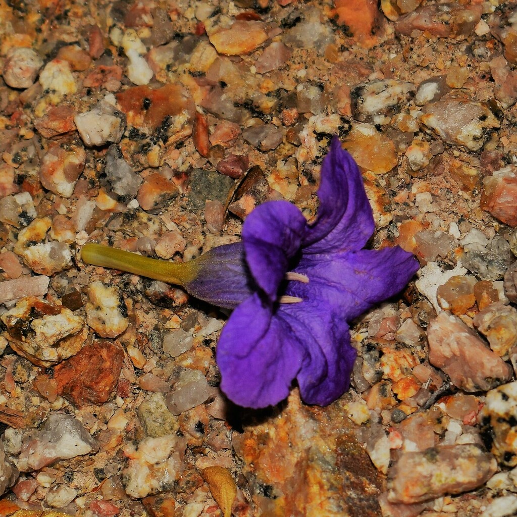 Jun 9 Fallen flower by sandlily