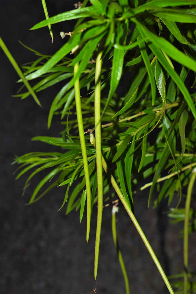 Jun 9 Desert Willow Seed Pods by sandlily