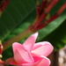 Frangipani Bloom 1/2 by matsaleh