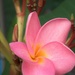 Frangipani Bloom 2/2 by matsaleh