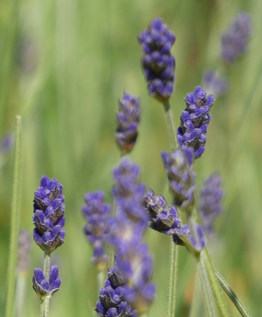 English Lavender by fishers