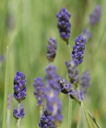 11th Jun 2023 - English Lavender