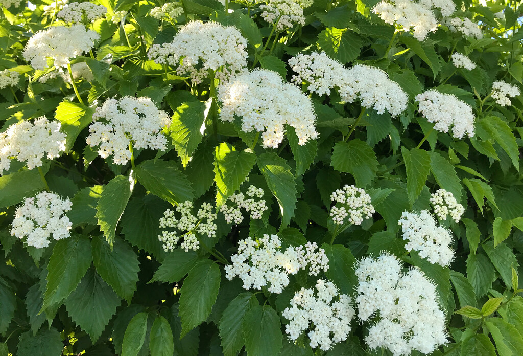 White flowers by mittens