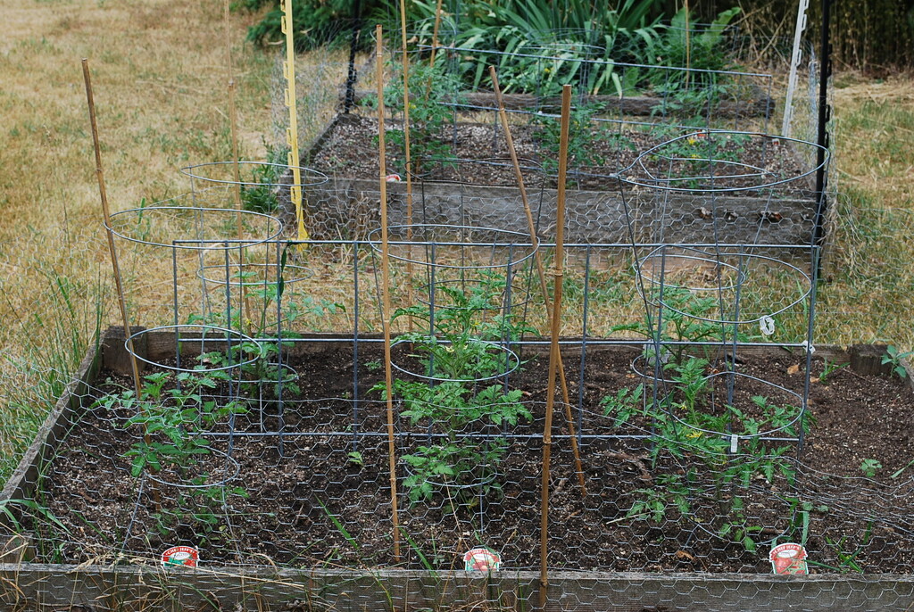Garden Box tomatoes by stillmoments33