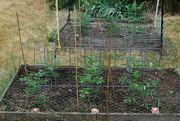 11th Jun 2023 - Garden Box tomatoes