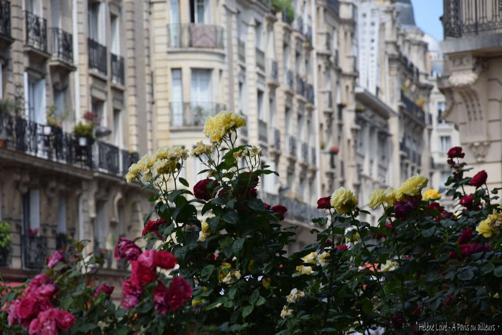 roses & parisian architecture by parisouailleurs