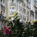 roses & parisian architecture by parisouailleurs