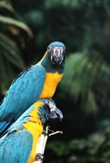 10th Jun 2023 - Macaws Posing