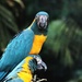 Macaws Posing by randy23