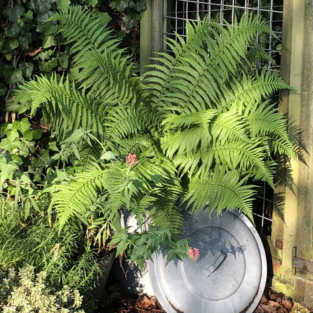 Fern living in a sink washing kettle  by jacqbb
