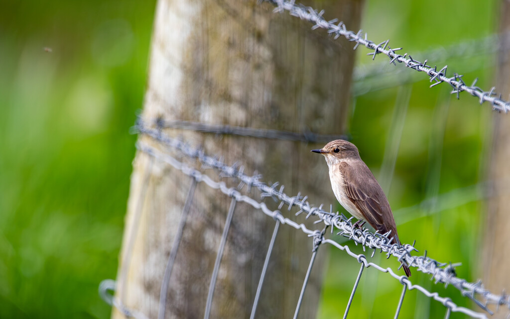 Spotted Flycatcher by lifeat60degrees