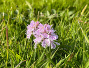 11th Jun 2023 - Heath Spotted Orchid