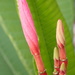 Frangipani Bud by matsaleh