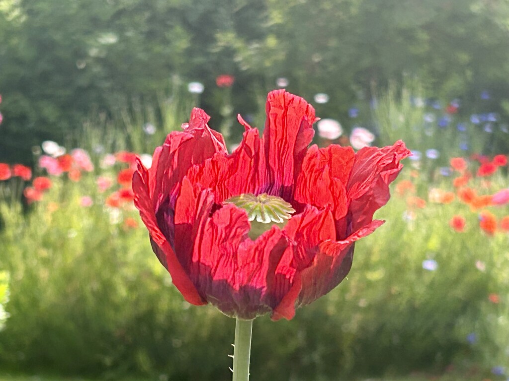 Giant  Poppy by phil_sandford
