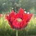 Giant  Poppy by phil_sandford
