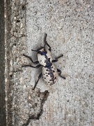 9th Jun 2023 - Texas Ironclad Beetle 