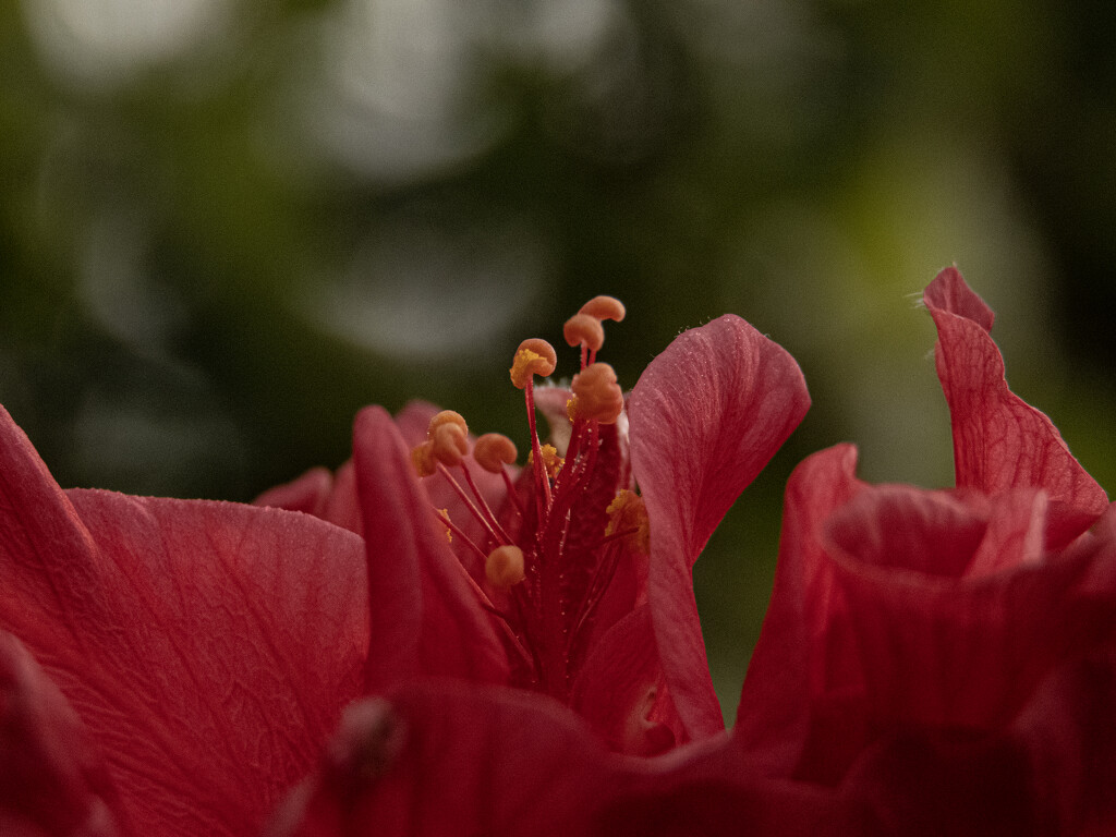 view over the hibiscus by koalagardens