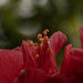 view over the hibiscus by koalagardens