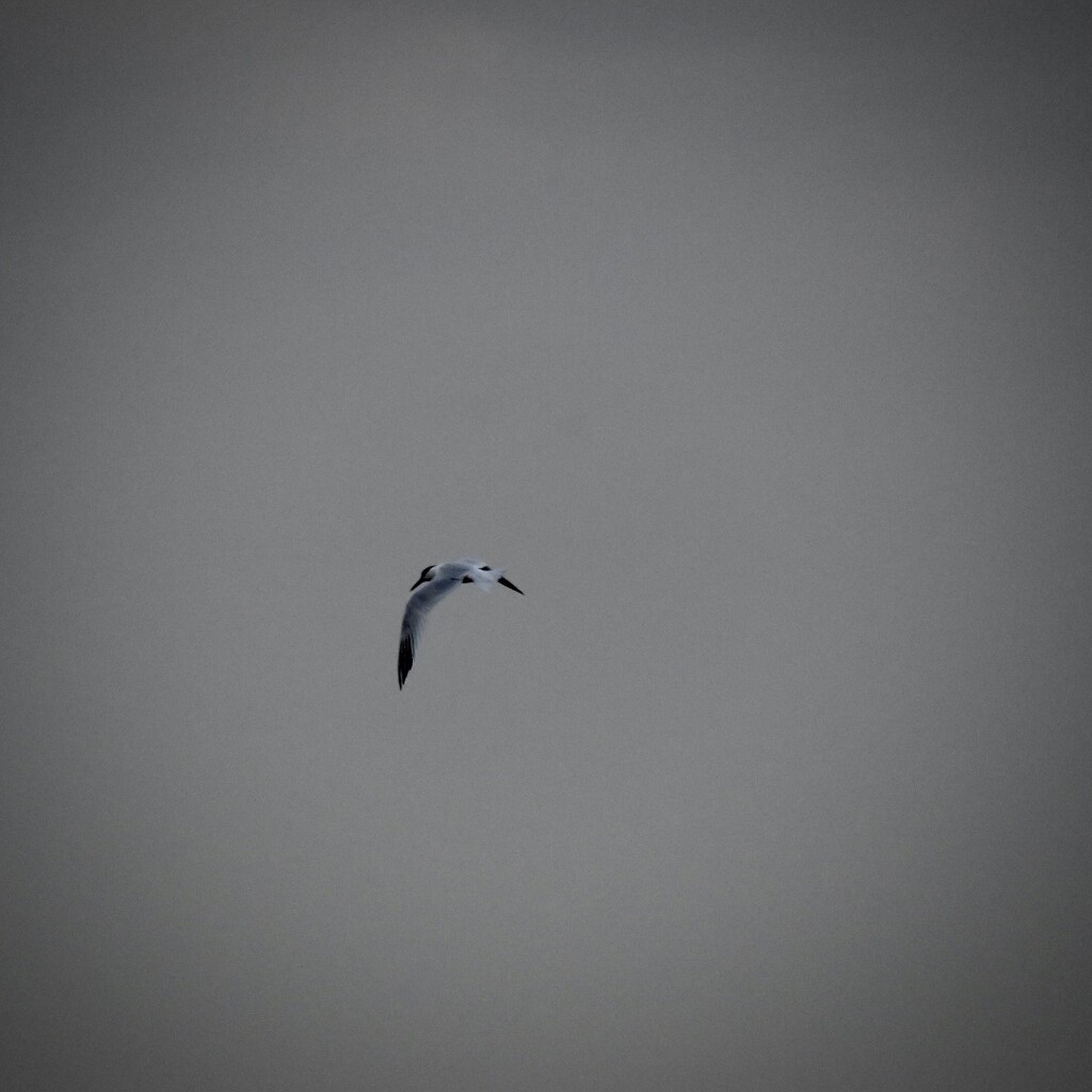 Taking a Tern by wakelys