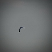 11th Jun 2023 - Taking a Tern