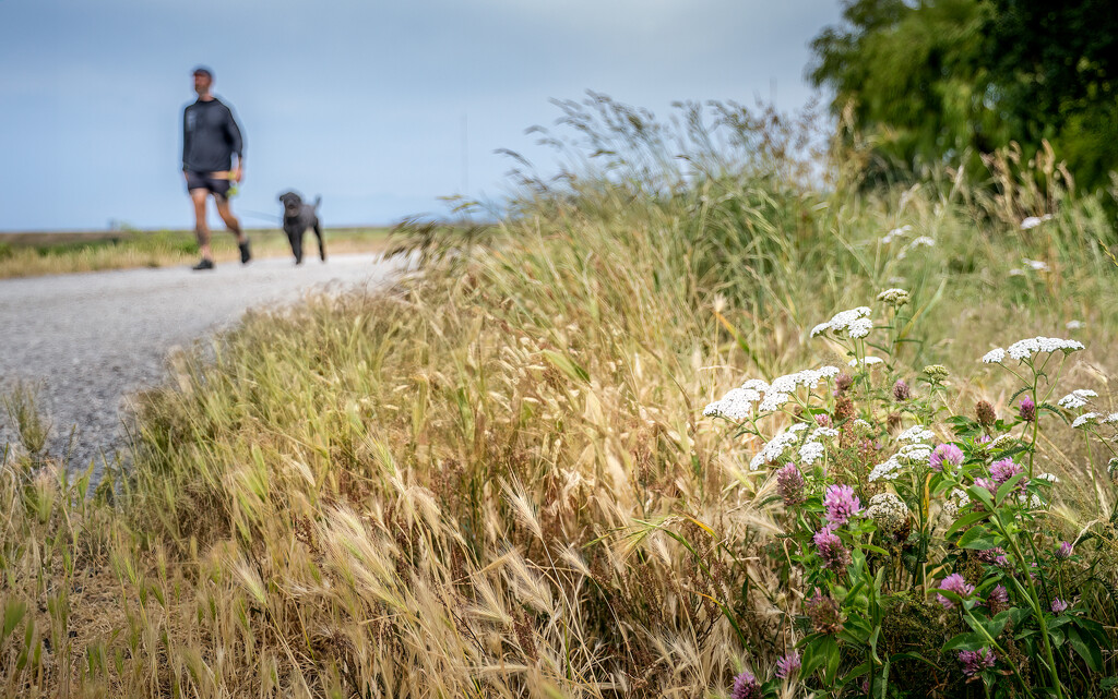 Sturgeon Bank Path by cdcook48