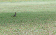 8th Jun 2023 - Squirrel