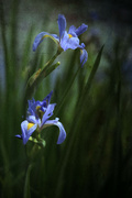 10th Jun 2023 - Iris with texture 