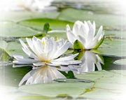 11th Jun 2023 - Water Lilies