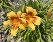11th Jun 2023 - Day Lily Time