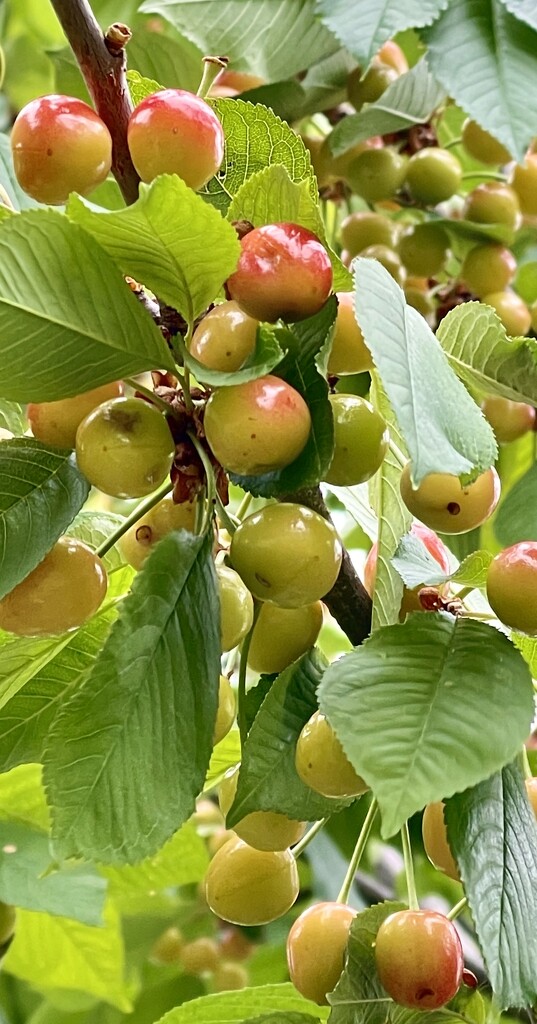 Cherries Ripen on the Cherry Tree by eahopp