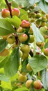 11th Jun 2023 - Cherries Ripen on the Cherry Tree
