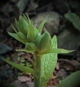 3rd Jun 2023 - Day 154: Little Weed