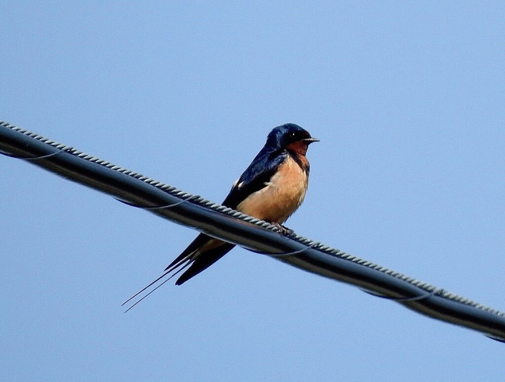 Barn Swallow by sunnygreenwood