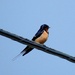 Barn Swallow by sunnygreenwood