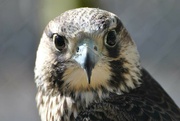 19th May 2023 - Day 139: Peregrine Falcon
