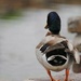 Day 141: Duck butt !!!!!!!!! by jeanniec57