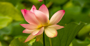 11th Jun 2023 - Lily Pad Flower!