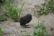 1st Jun 2023 - baby crow