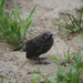 baby crow by ellene