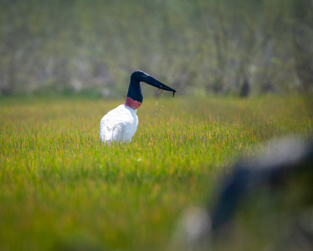 Jabiru by nicoleweg