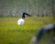 10th Jun 2023 - Jabiru