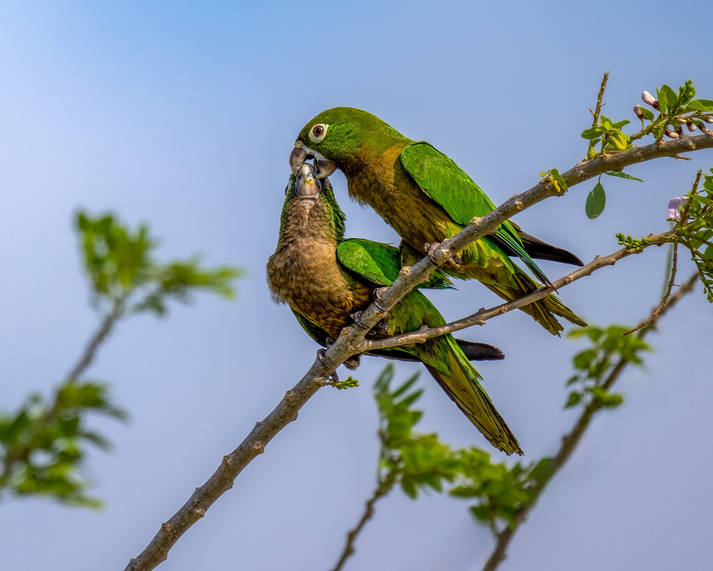 Olive-throated Parakeet by nicoleweg