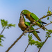 Olive-throated Parakeet by nicoleweg