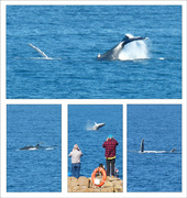 12th Jun 2023 - Whales, Whales and More Whales