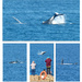Whales, Whales and More Whales by onewing
