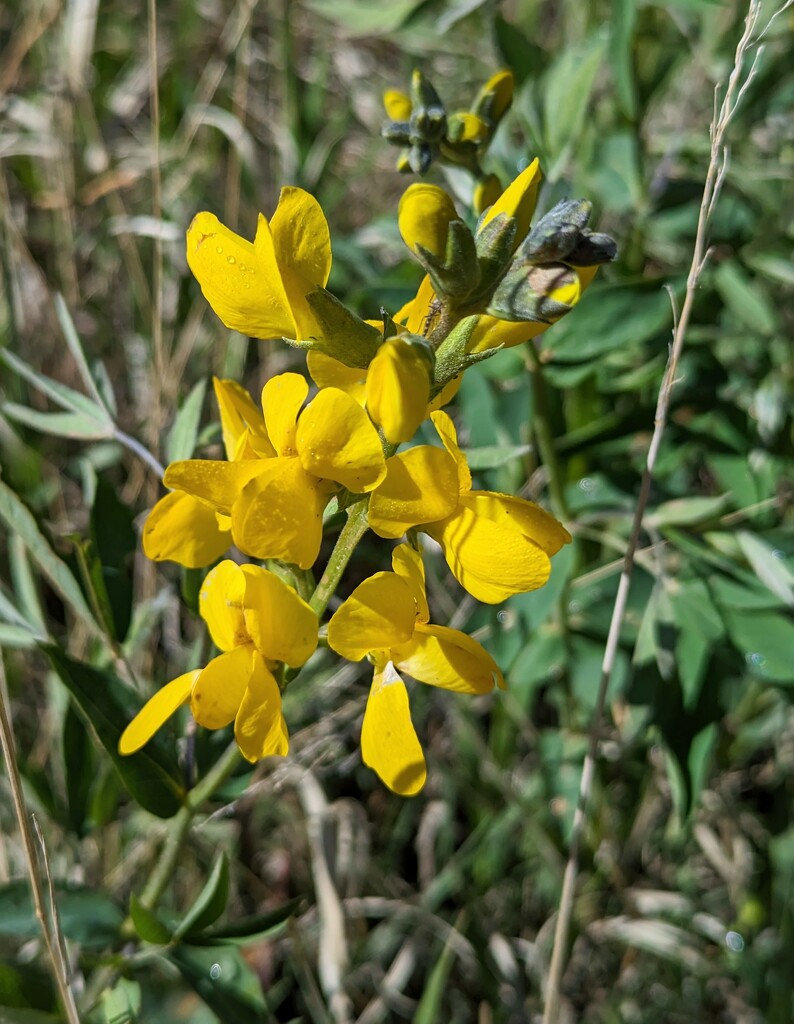 Yellow Wildflower  by harbie