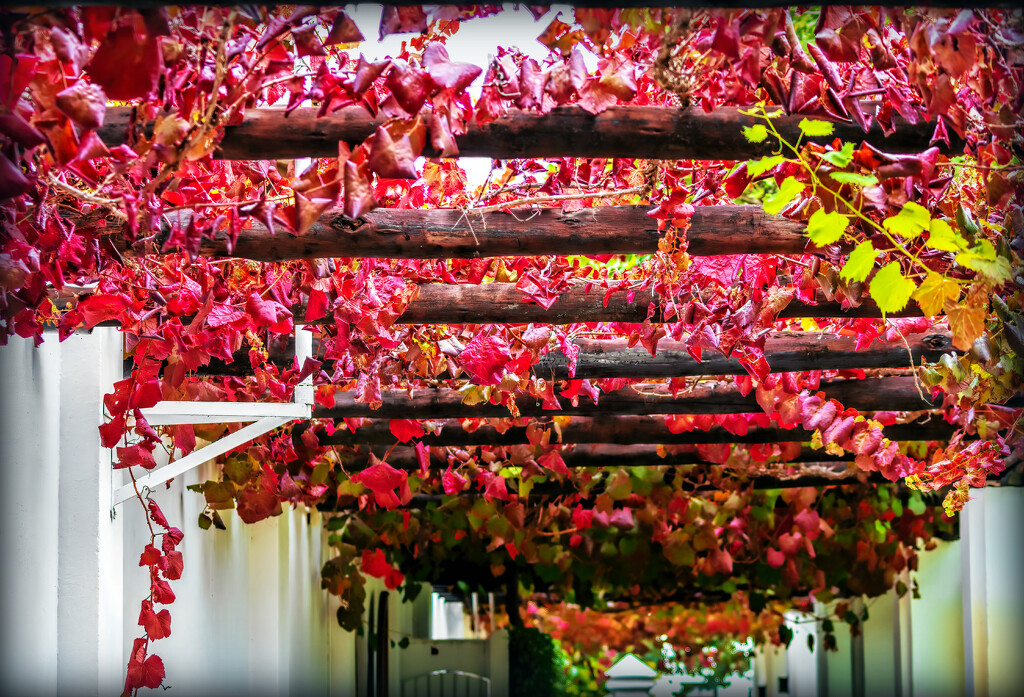 Vines covering a pergola by ludwigsdiana